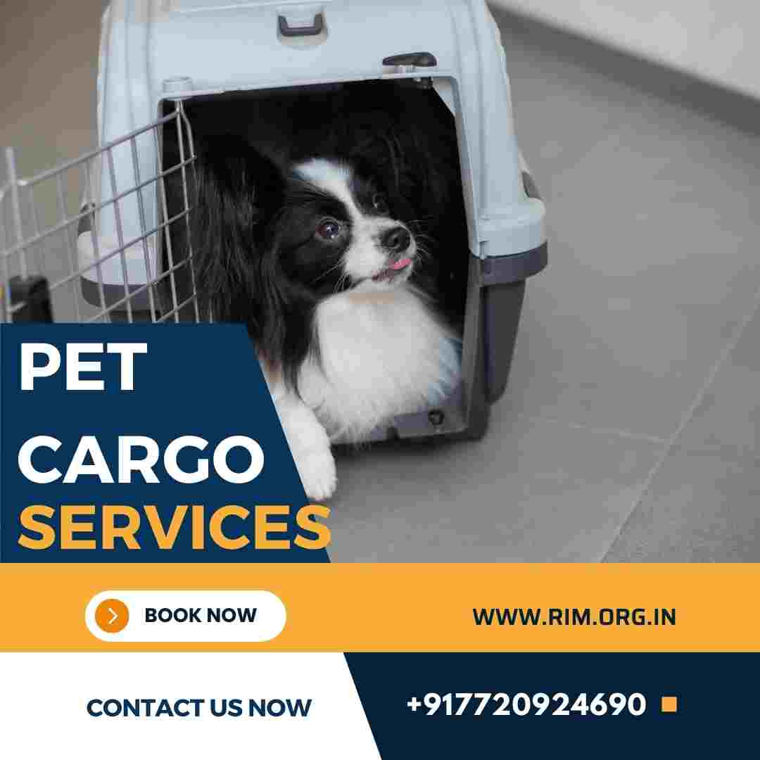 Pet Relocation Service in Hyderabad Right India Movers